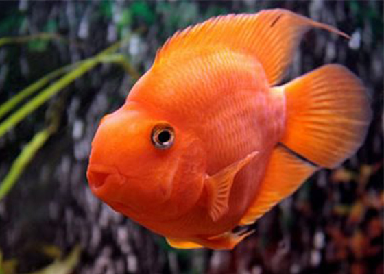 Золотая рыбка – самая узнаваемая