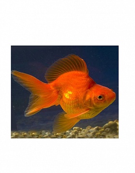 Золотая рыбка - риукин