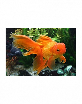 Золотая рыбка - оранда красная