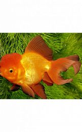 Золотая рыбка - оранда красная