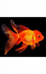 Золотая рыбка - оранда красная шапка